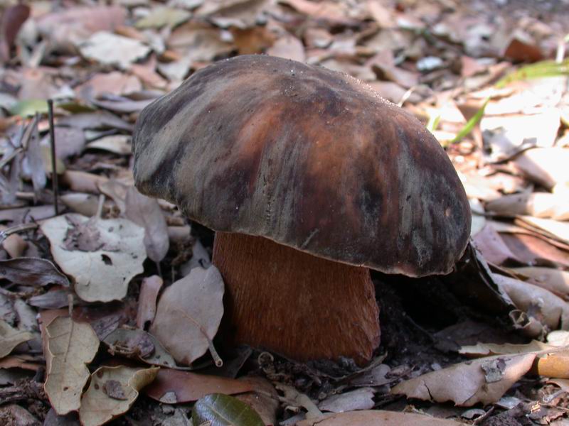 Escursione autunnale in Corsica